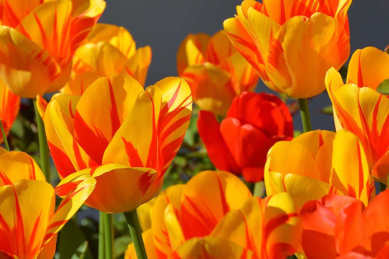 Stuivende bloesem met bijen in lentetuin. Stuivende bloesem met bijen in lentetuin.