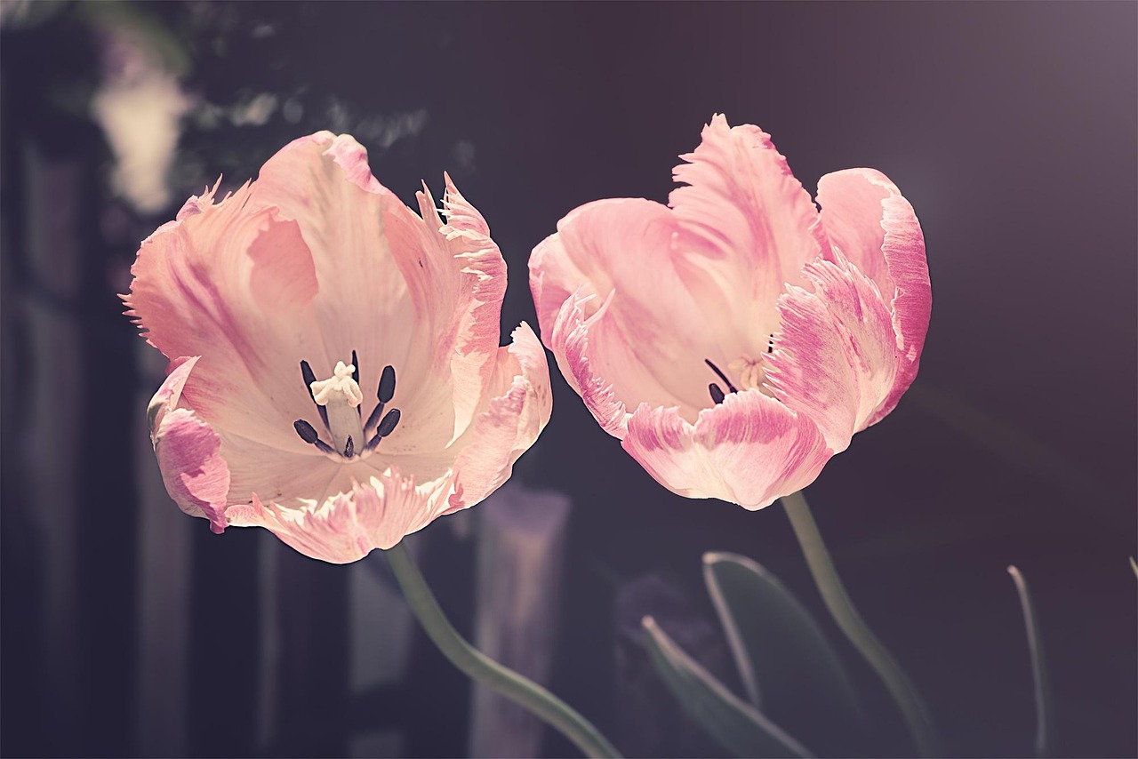 Roze lentebloesems in een intieme tuin. Roze lentebloesems in een intieme tuin.